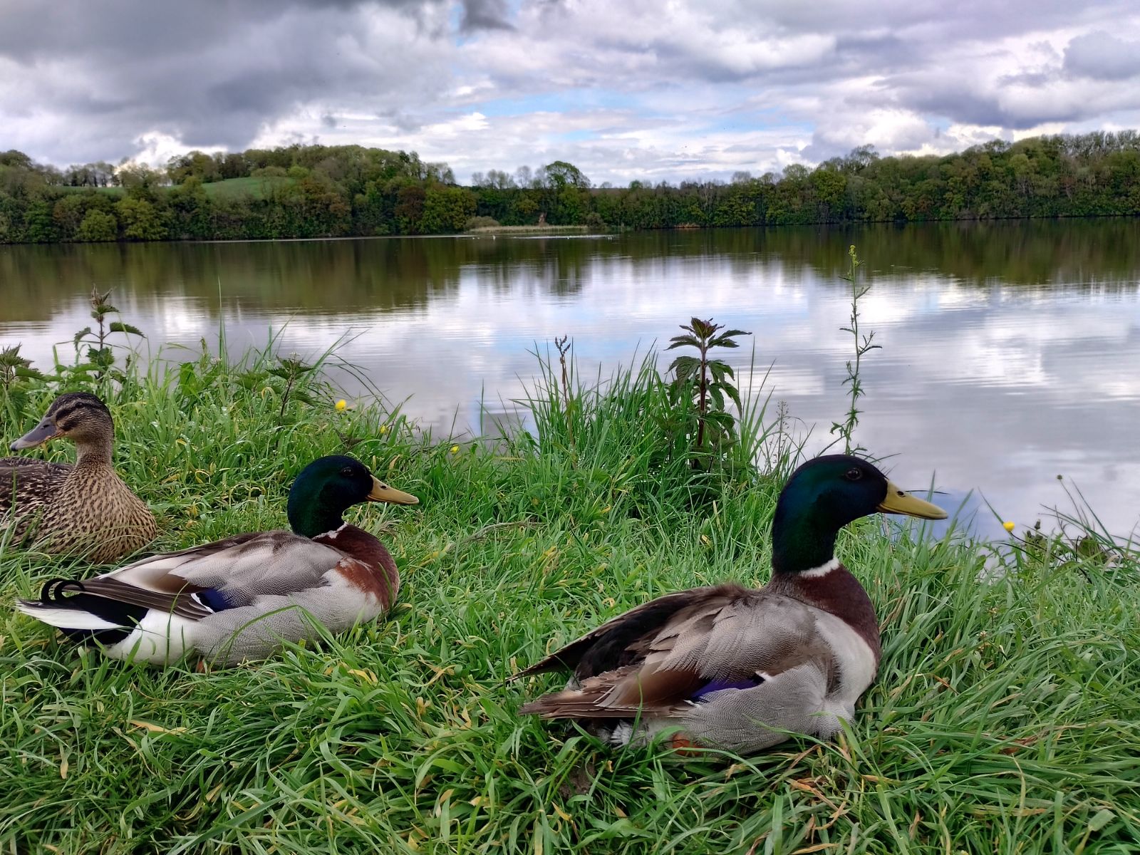 Canards sauvages